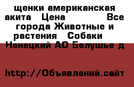 щенки американская акита › Цена ­ 30 000 - Все города Животные и растения » Собаки   . Ненецкий АО,Белушье д.